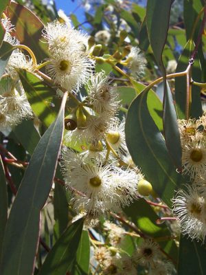 Yellow Box Yellow Box Gum tree
