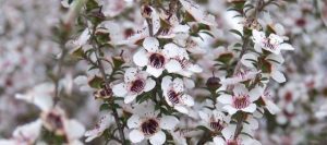 Manuka Flowers Tee Tree