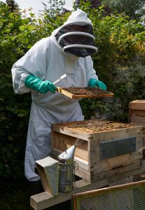 Beekeeper inspecting a frame of honey from hive Beekeeping Buying a Bee Hive