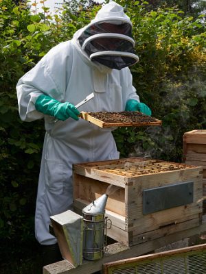 Beekeeper inspecting a frame of honey from hive Beekeeping Buying a Bee Hive