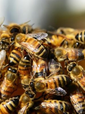 bees42 Bee Hive Frame