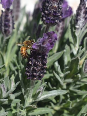 Lavender Bees on Lavender