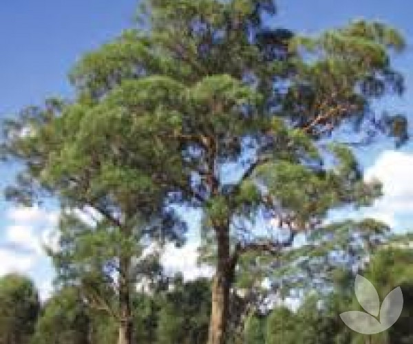 Grey Box Tree