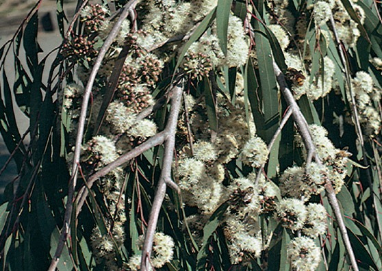 Grey Box Tree Blossom