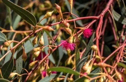 Ironbark Blossom