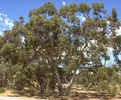 Ironbark Trees