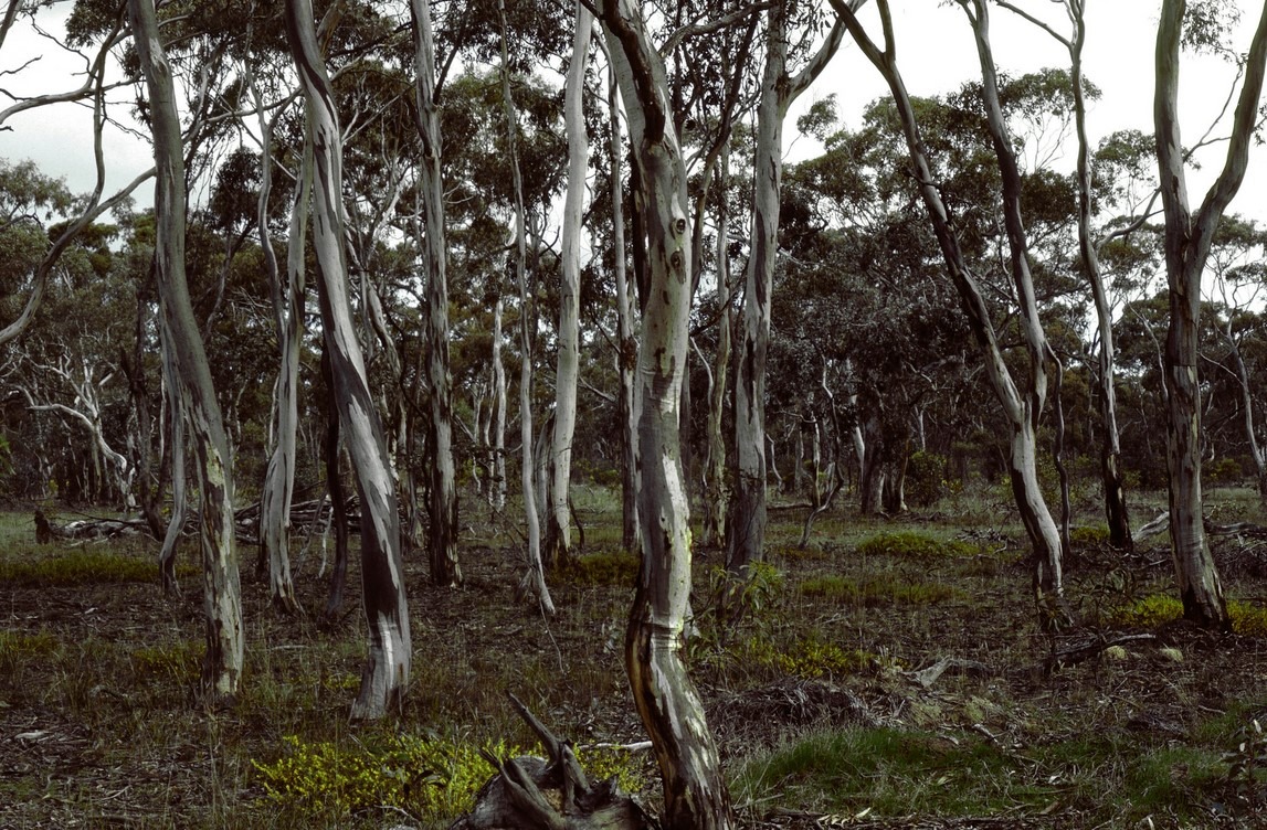 Blue Gum Trees