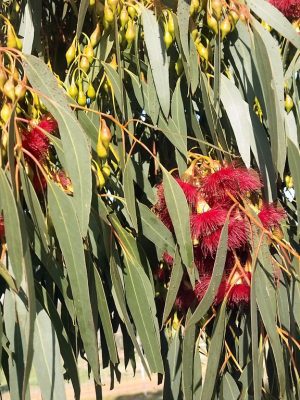 Eucalyptus Eucalyptus