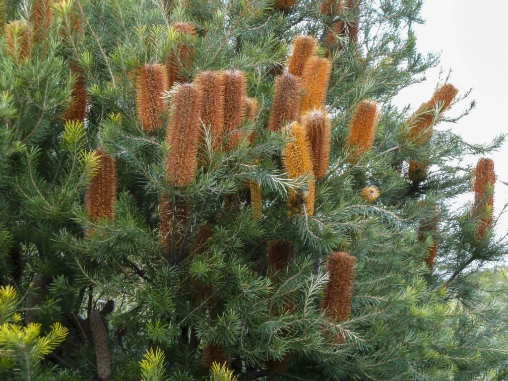Banksia Trees