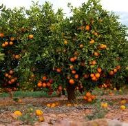 Orange Trees
