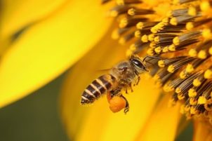 bee on flowers bee on flowers