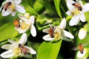 bees48
